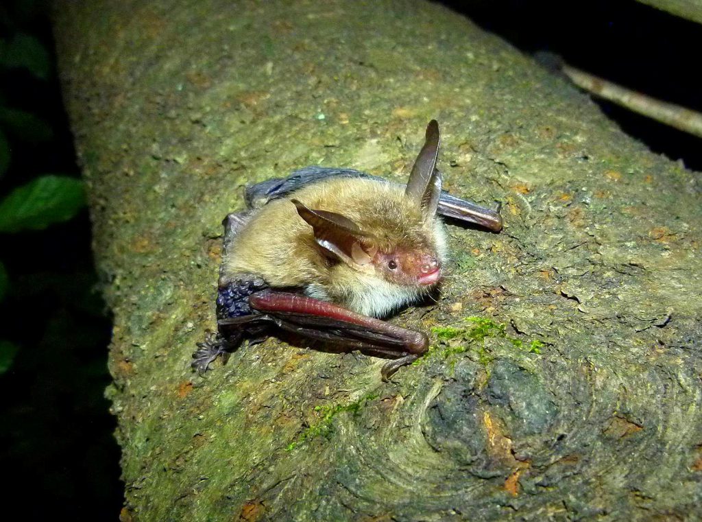 Fledermaus